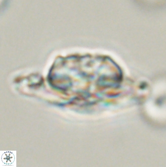 Heliolithus bukryi 55376