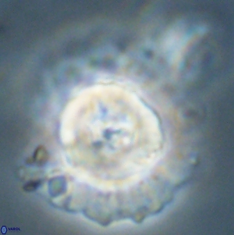 Heliolithus bukryi 55378