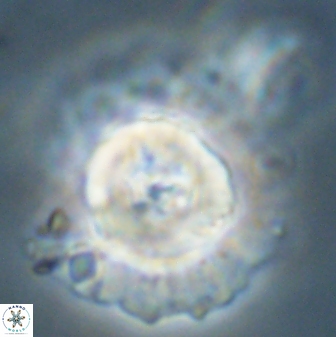 Heliolithus bukryi 55378