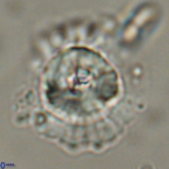 Heliolithus bukryi 55379