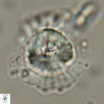 Heliolithus bukryi 55379