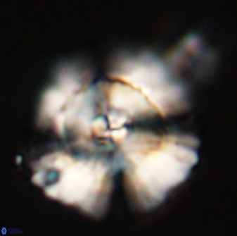 Heliolithus bukryi 55380