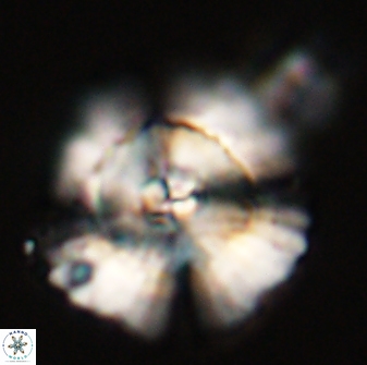 Heliolithus bukryi 55380