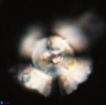 Heliolithus bukryi 55381