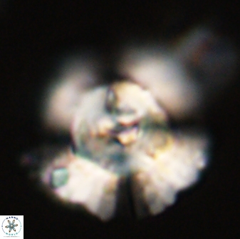 Heliolithus bukryi 55381