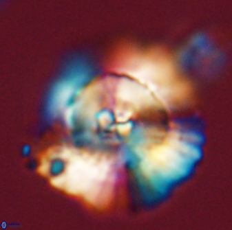 Heliolithus bukryi 55383