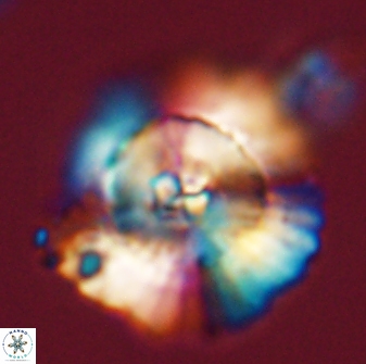 Heliolithus bukryi 55383