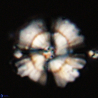 Heliolithus bukryi 55386