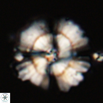 Heliolithus bukryi 55386