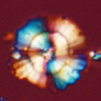 Heliolithus bukryi 55387