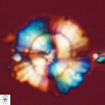 Heliolithus bukryi 55387