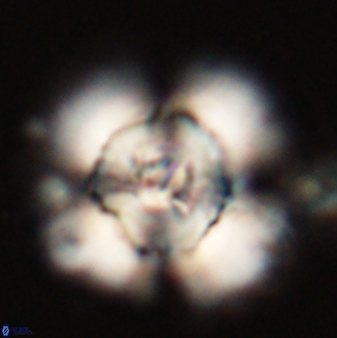 Heliolithus bukryi 55389