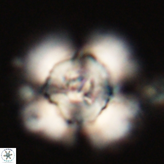 Heliolithus bukryi 55389