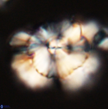 Heliolithus bukryi 59193