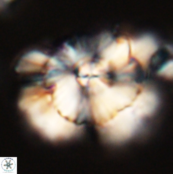 Heliolithus bukryi 59193