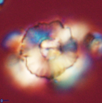Heliolithus bukryi 59195