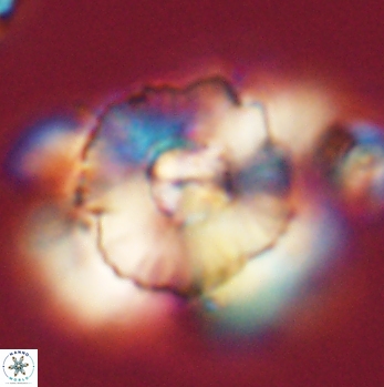 Heliolithus bukryi 59195