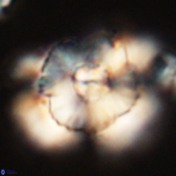 Heliolithus bukryi 59196