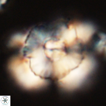 Heliolithus bukryi 59196
