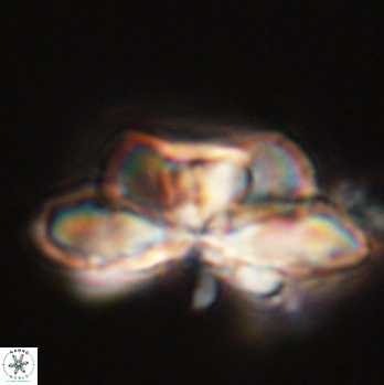 Heliolithus bukryi 59197