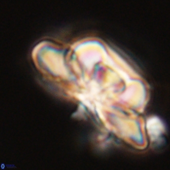 Heliolithus bukryi 59200
