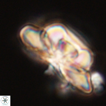 Heliolithus bukryi 59200