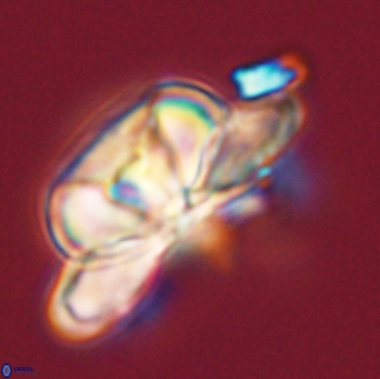 Heliolithus bukryi 59203