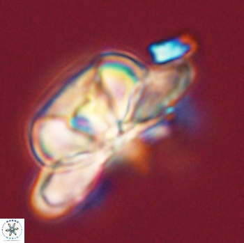 Heliolithus bukryi 59203