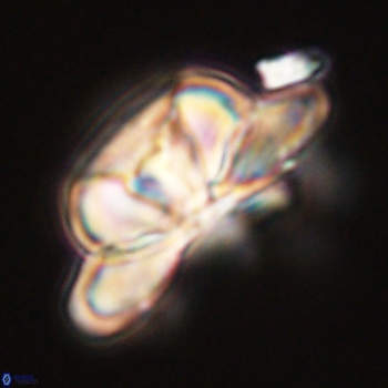 Heliolithus bukryi 59204