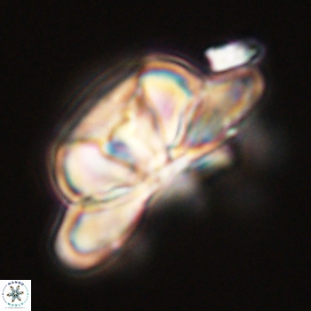 Heliolithus bukryi 59204