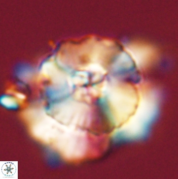 Heliolithus bukryi 59208