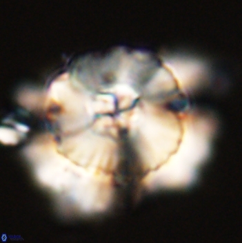 Heliolithus bukryi 59209