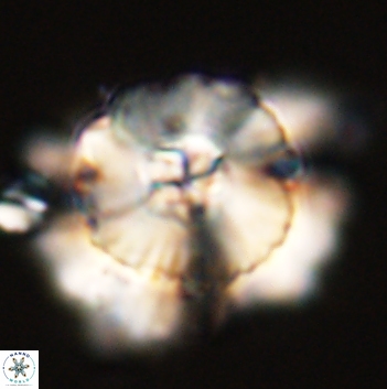 Heliolithus bukryi 59209