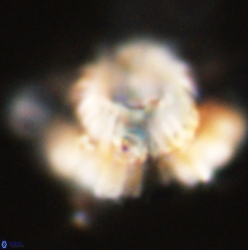 Heliolithus bukryi 59210