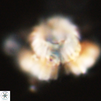 Heliolithus bukryi 59210