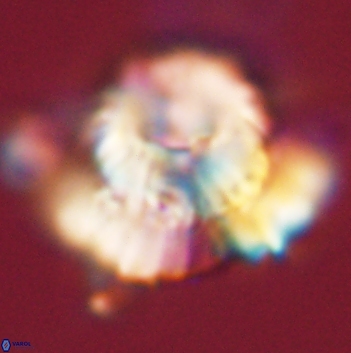 Heliolithus bukryi 59211