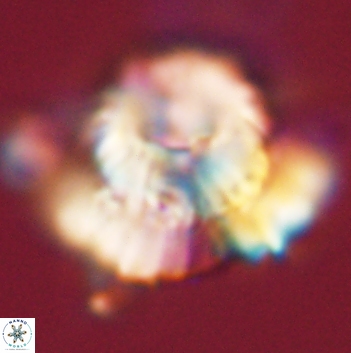 Heliolithus bukryi 59211