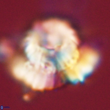 Heliolithus bukryi 59212