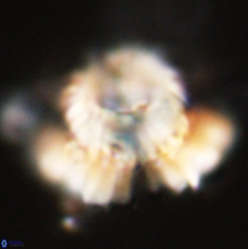 Heliolithus bukryi 59213