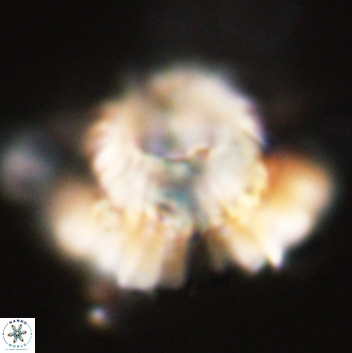 Heliolithus bukryi 59213