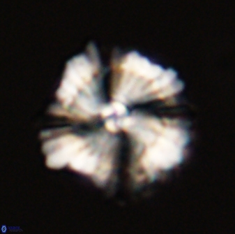 Heliolithus bukryi 59283