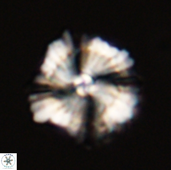 Heliolithus bukryi 59283