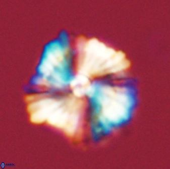 Heliolithus bukryi 59284