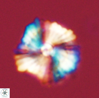 Heliolithus bukryi 59284