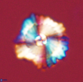Heliolithus bukryi 59285