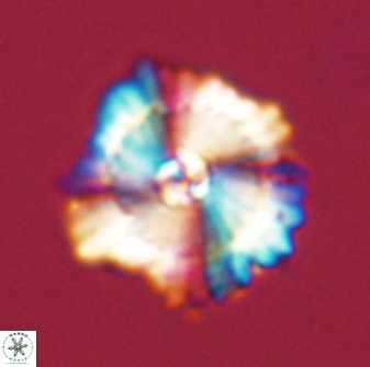 Heliolithus bukryi 59285