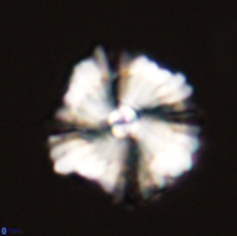 Heliolithus bukryi 59286