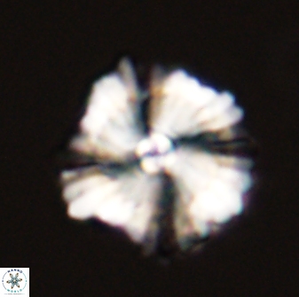 Heliolithus bukryi 59286