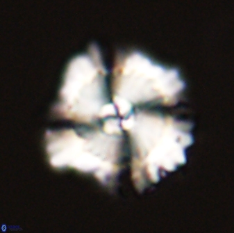 Heliolithus bukryi 59287