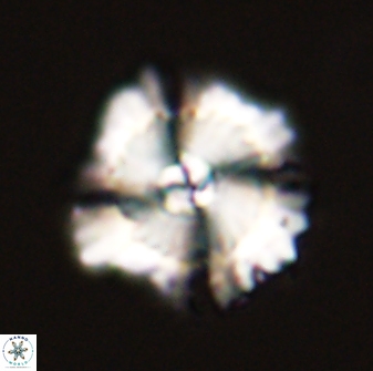 Heliolithus bukryi 59287
